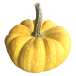 Yellow Jacket F1 PMT